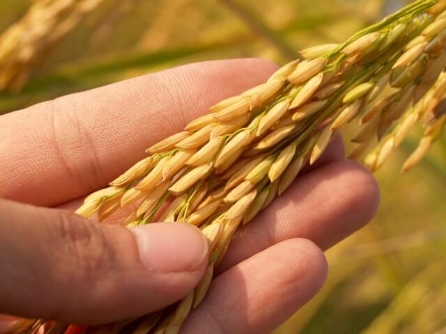 Rice panicles resting in an open hand